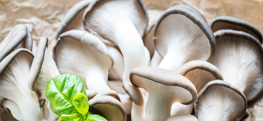 Pleurotes Bio et frais